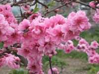 EmmaPruschFarmParks5.jpg