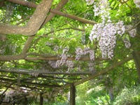 HakoneGarden8.JPG