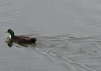 Lake_Chabot_Marina_Park_18.JPG