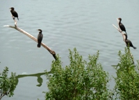 Lake_Chabot_Marina_Park_27.JPG