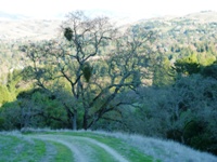 Las_Trampas_Regional_Wilderness_12.jpg