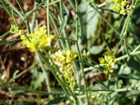 MissionPeakRegionalPreserve13.JPG