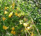 MissionPeakRegionalPreserve14.JPG