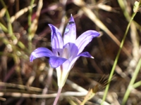 MissionPeakRegionalPreserve15.JPG