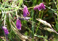 MissionPeakRegionalPreserve16.JPG