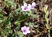 MissionPeakRegionalPreserve17.JPG