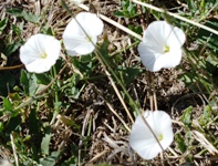 MissionPeakRegionalPreserve18.JPG