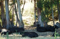 MissionPeakRegionalPreserve4.JPG