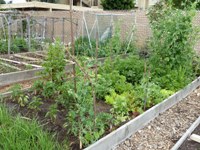 MountainView_SrCenter_Community_Garden3.jpg