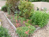 MountainView_SrCenter_Community_Garden4.jpg