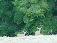 Parker_Ranch_19s.jpg