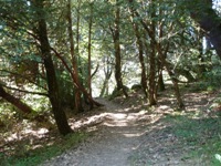 Purisma_Creek_Redwoods_10.JPG