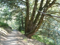 Purisma_Creek_Redwoods_11.JPG