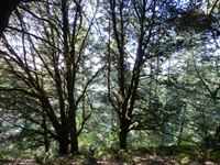 Purisma_Creek_Redwoods_12.JPG