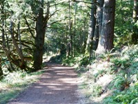 Purisma_Creek_Redwoods_18.JPG