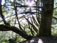 Purisma_Creek_Redwoods_19.JPG