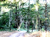 Purisma_Creek_Redwoods_20.JPG