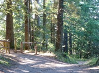 Purisma_Creek_Redwoods_22.JPG