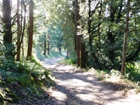 Purisma_Creek_Redwoods_23.JPG