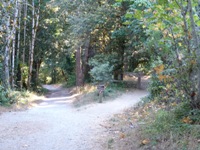 Purisma_Creek_Redwoods_5.JPG