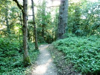 Purisma_Creek_Redwoods_7.JPG