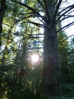 Purisma_Creek_Redwoods_8.JPG