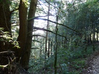 Purisma_Creek_Redwoods_9.JPG