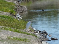 Shoreline_Lake_9.jpg