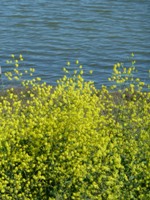 Shoreline_Park_20.jpg