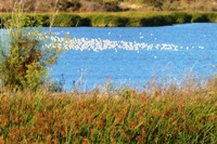 Sunnyvale_Baylands_Park_12.JPG