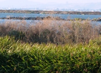 Sunnyvale_Baylands_Park_14.JPG