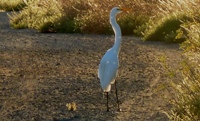 Sunnyvale_Baylands_Park_16.JPG