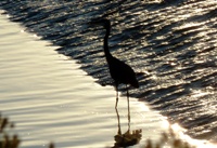 Sunnyvale_Baylands_Park_18.JPG