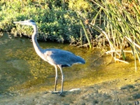 Sunnyvale_Baylands_Park_20.JPG