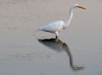 Sunnyvale_Baylands_Park_27.JPG