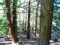 Tilden_Regional_Park_Full_Reivew_21.jpg